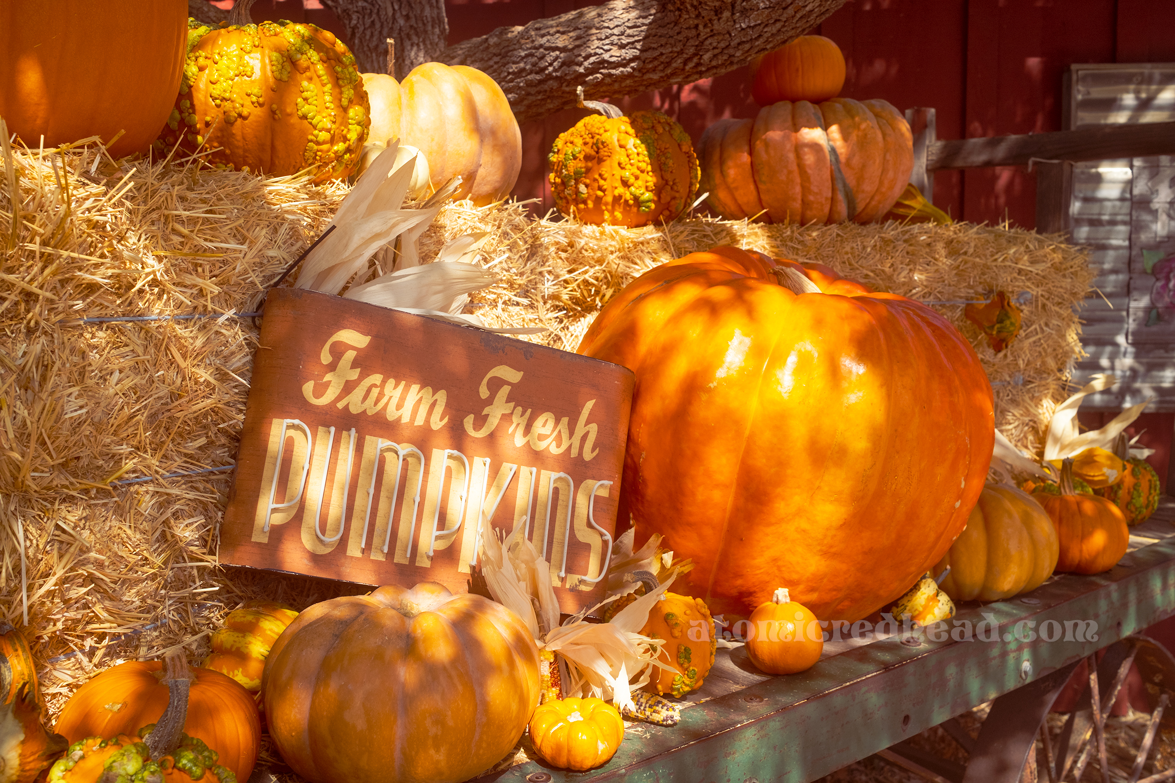 Pumpkins sit on a platform with hay bales and a sign reading "Farm Fresh Pumpkins"