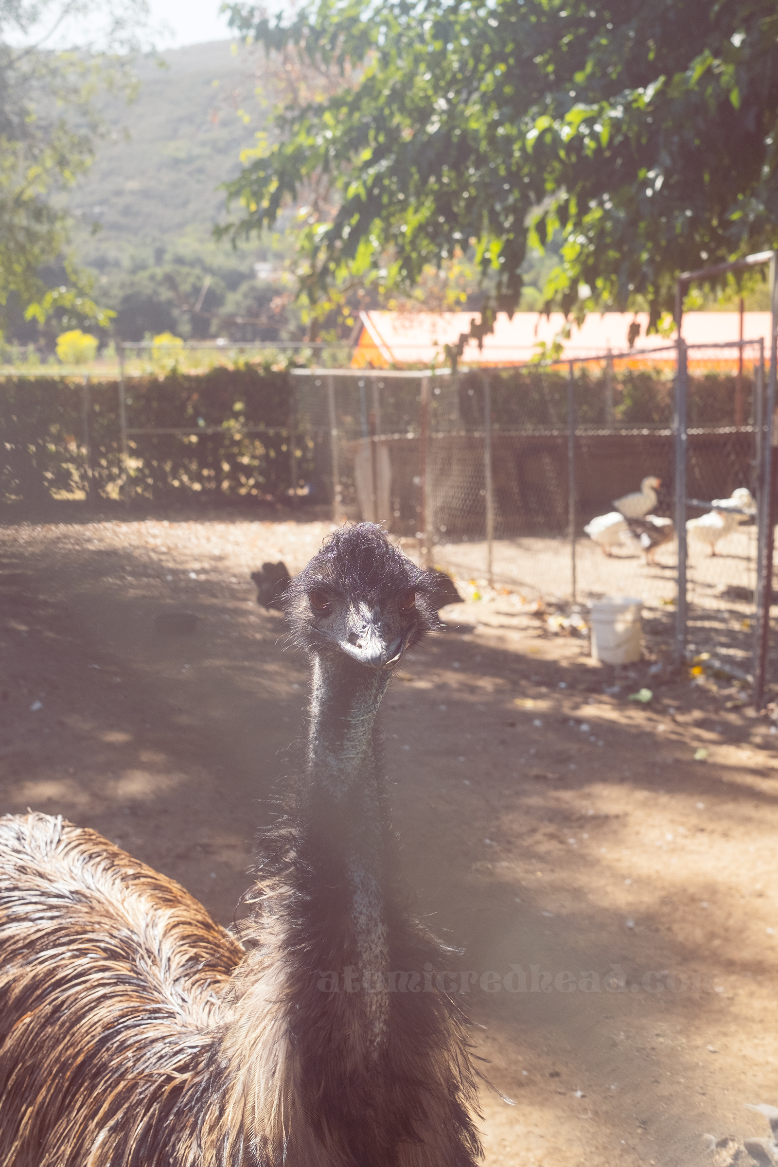 An emu looks at the camera.