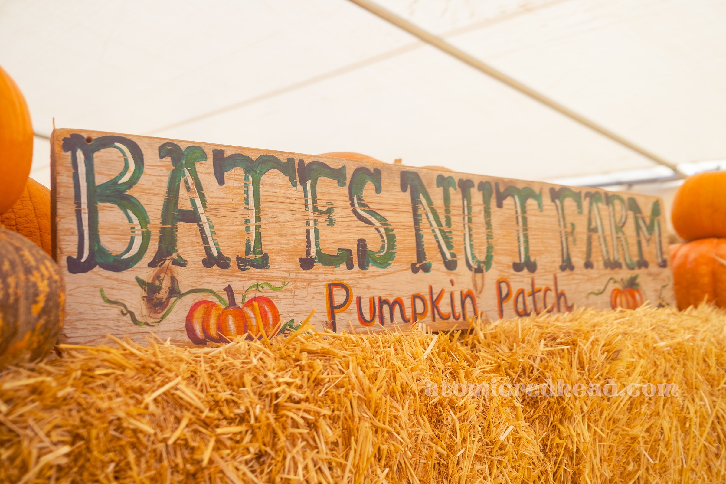 A hand painted sign reads "Bates Nut Farm Pumpkin Patch"