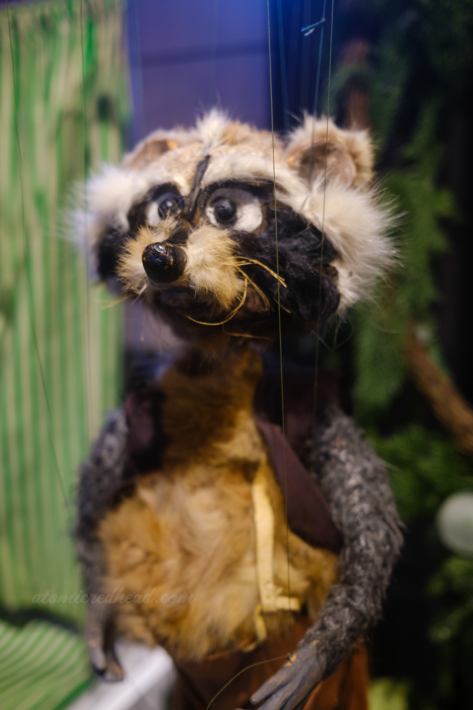 Close-up of a raccoon marionette used in The Wonderful World of Brother Buzz.