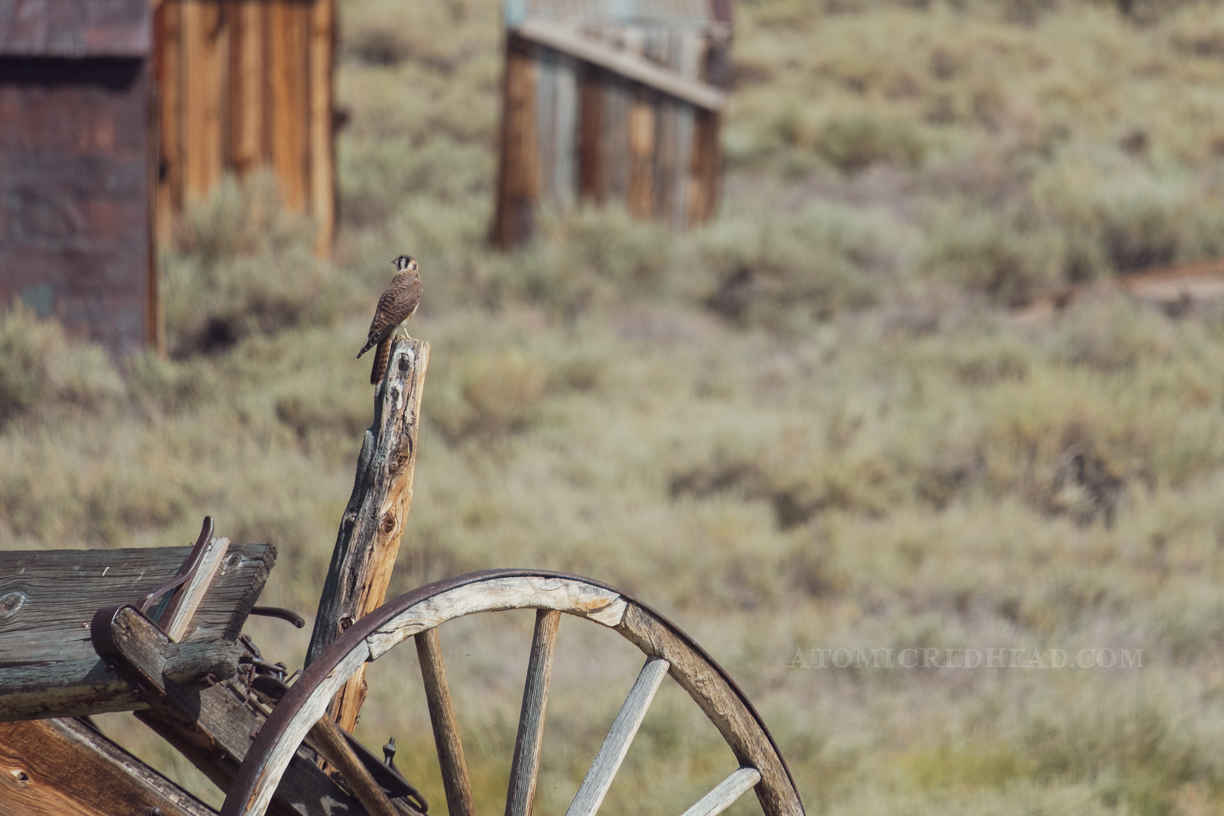 A bird rests on an old cart.