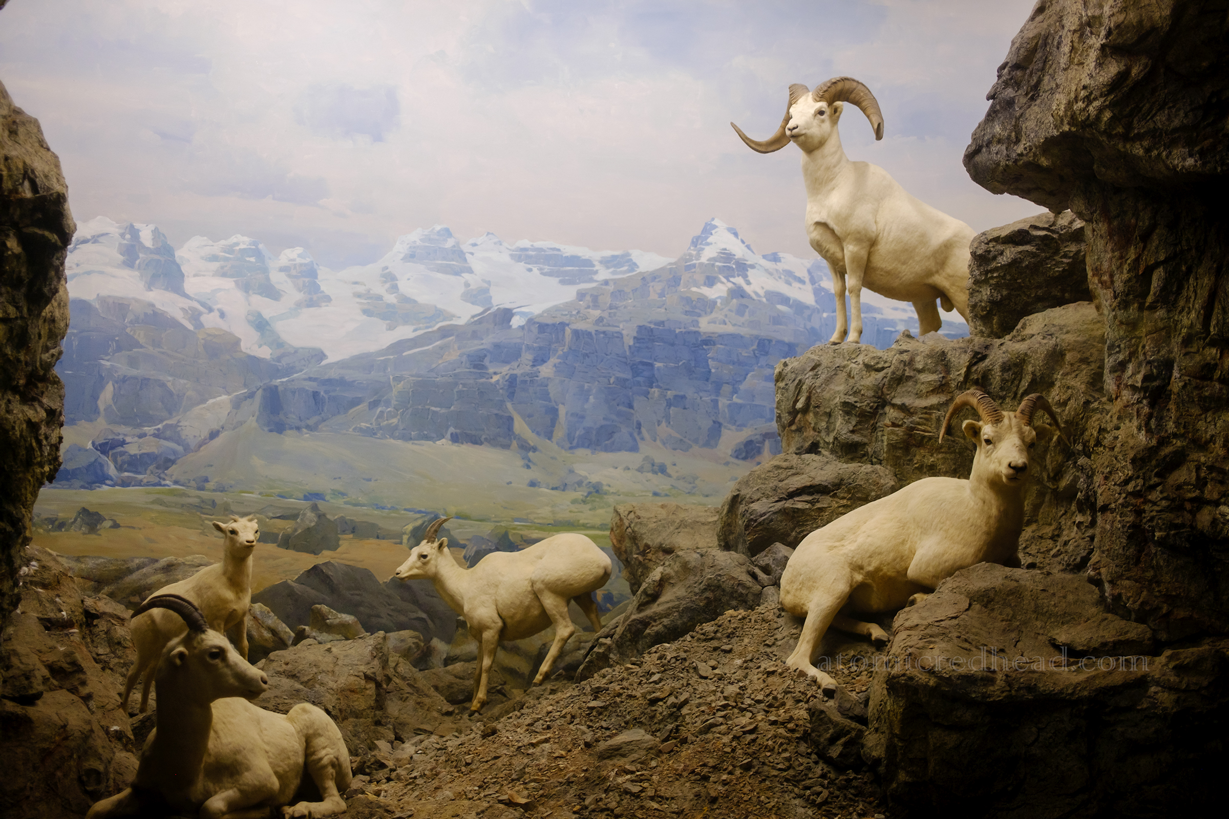 A collection of taxidermy Dall's thinhorn ship along a rocky mountainside.