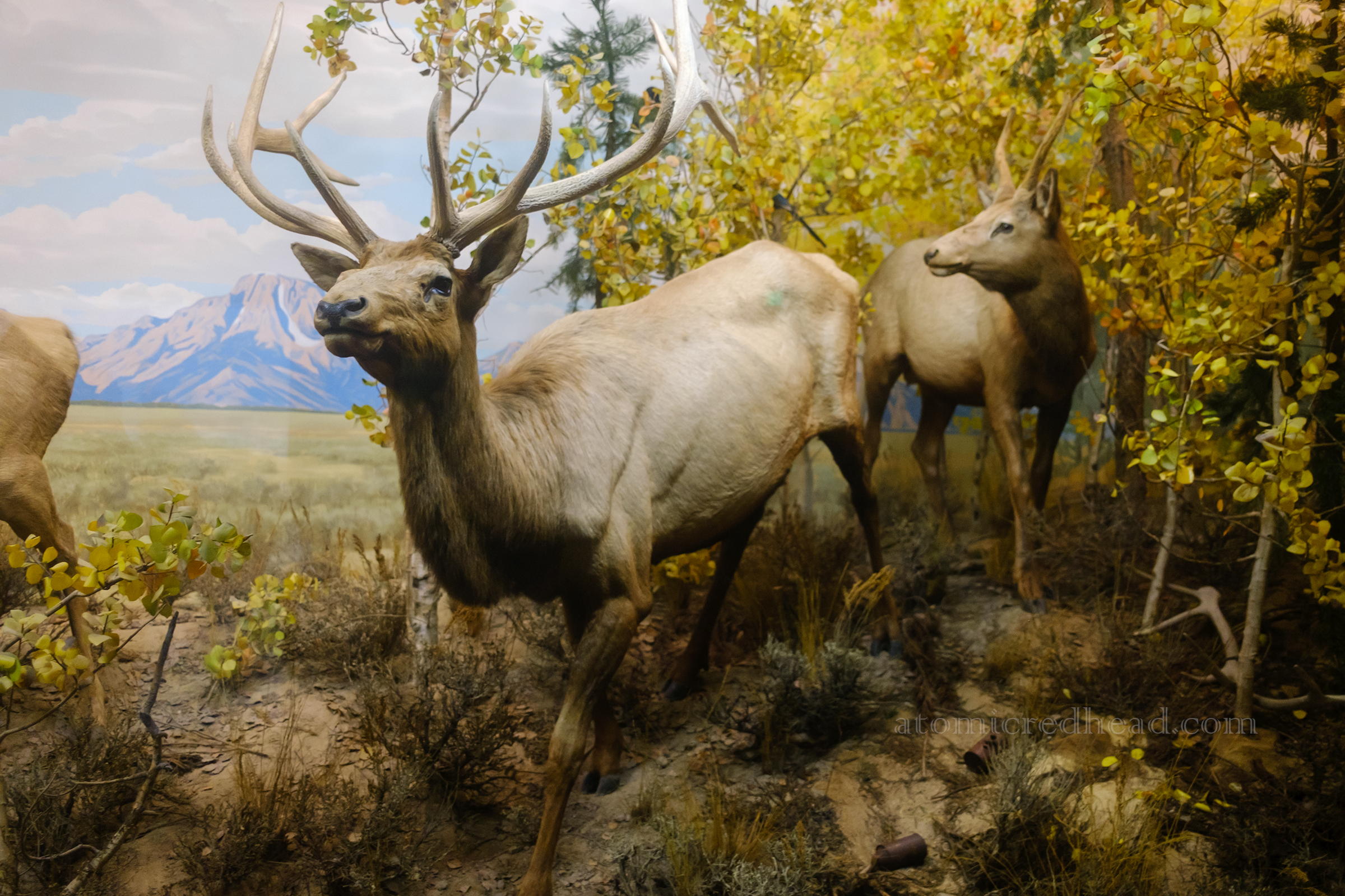 A pair of taxidermy elk amid trees.