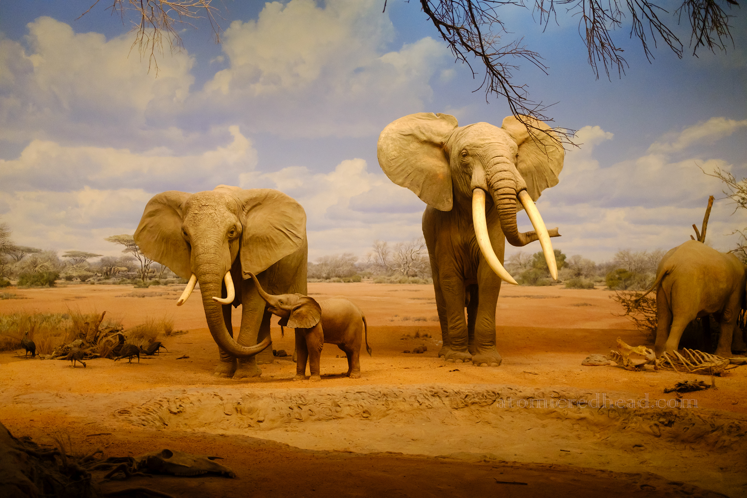 Taxidermy elephants in an African desert landscape.