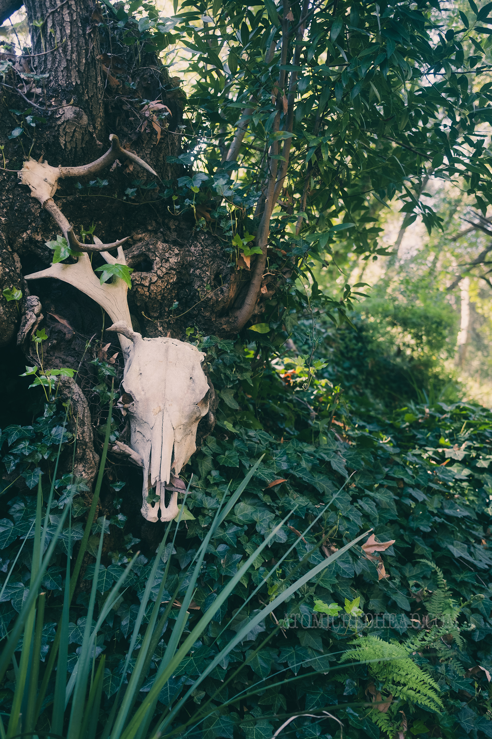 Close-up of a deer skull nestled in ivy.