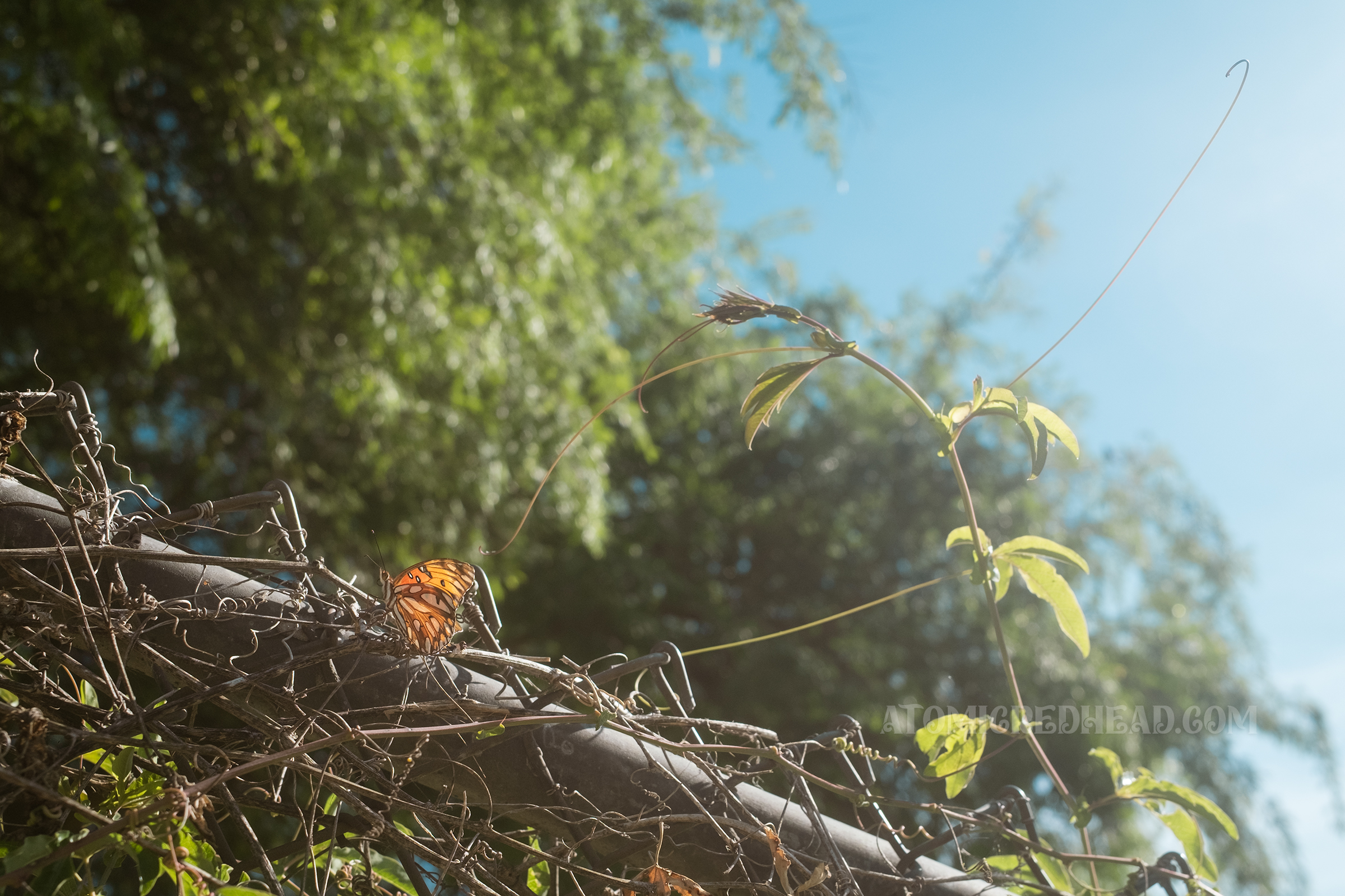 Close-up of a butterfly on the overgrown fence.