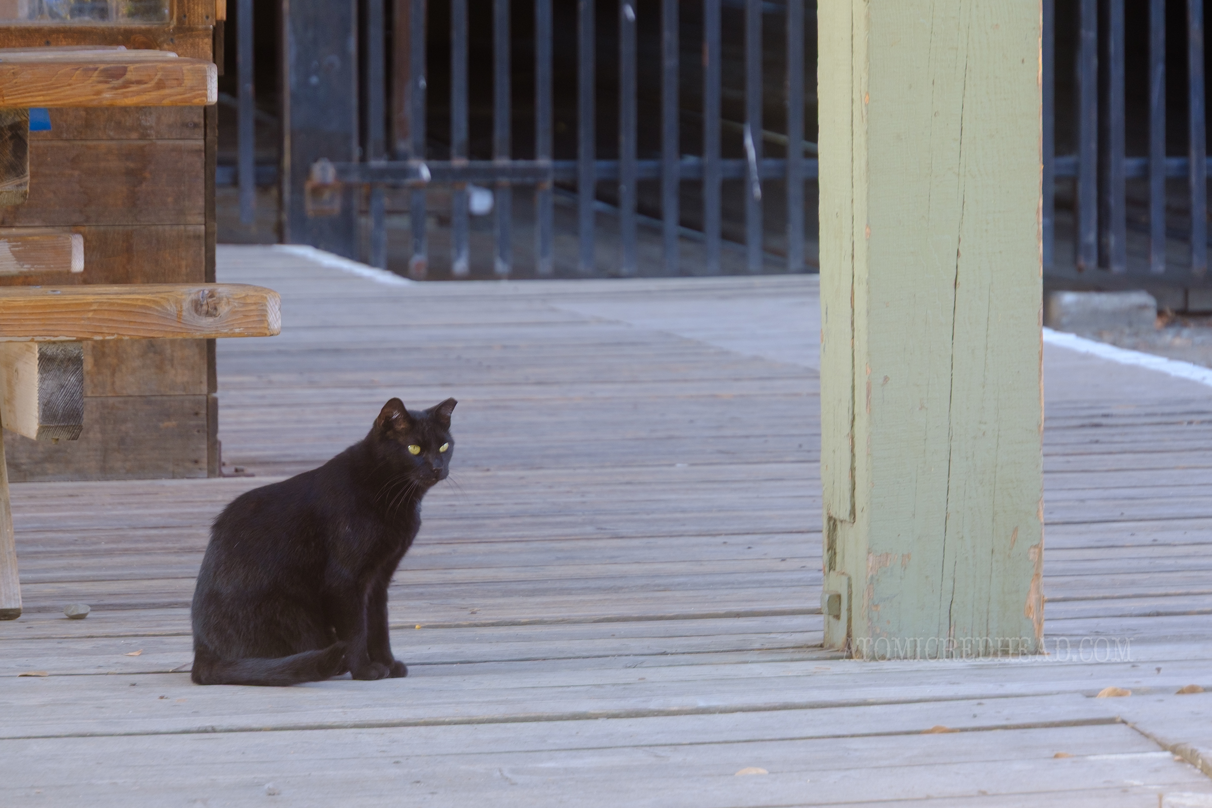 A black cat watches over the old train station next to the museum.