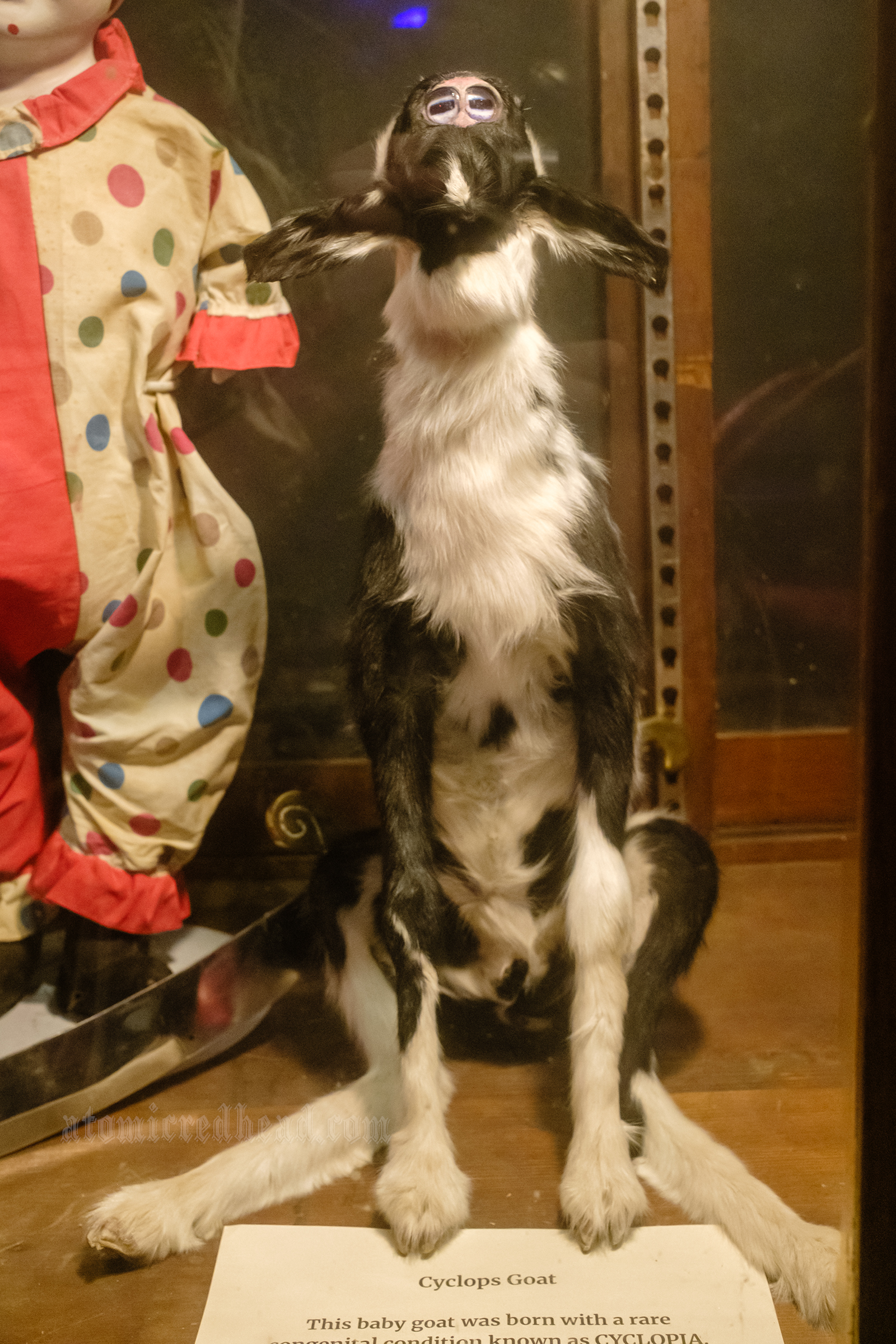 A cyclops goat.