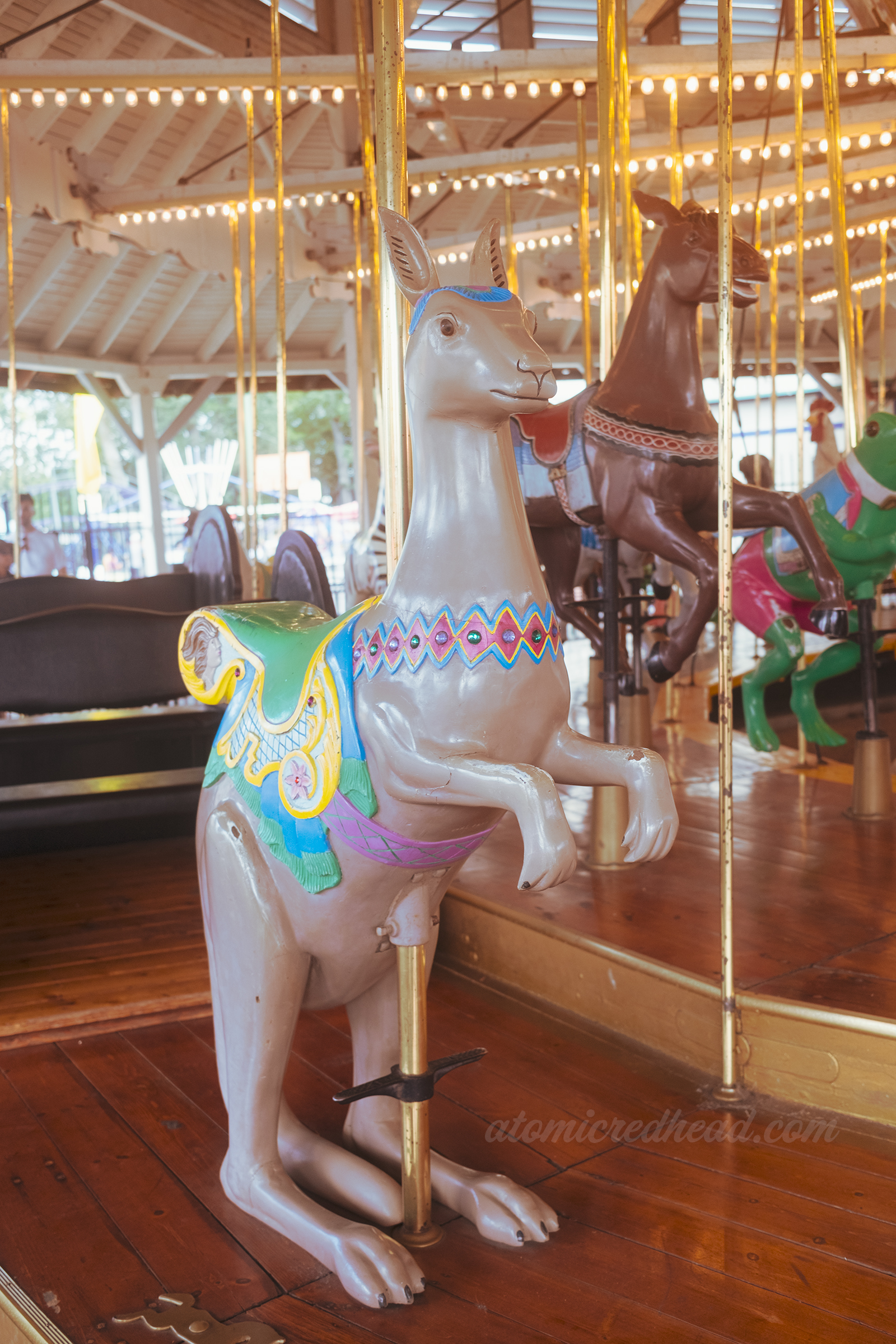 Close-up of the rare kangaroo for people to ride.