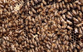 all the buzz