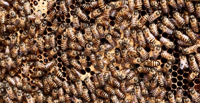 all the buzz