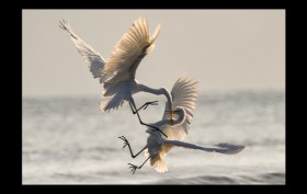 competition