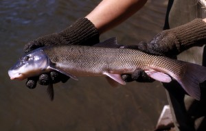 Sucker Fish