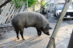 Charlie2 Charle the Pig in L.A.