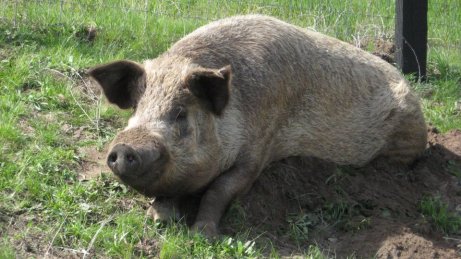 Charlie4 Charlie the Pig
