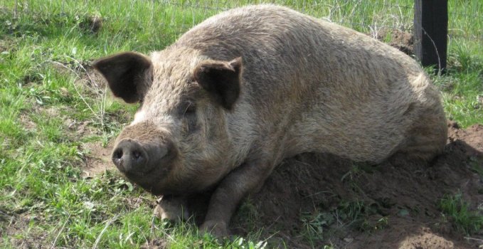 Charlie the Pig