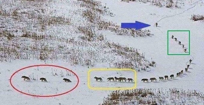Wolf Pack Meme