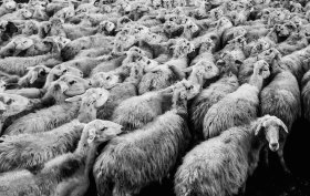 conformity