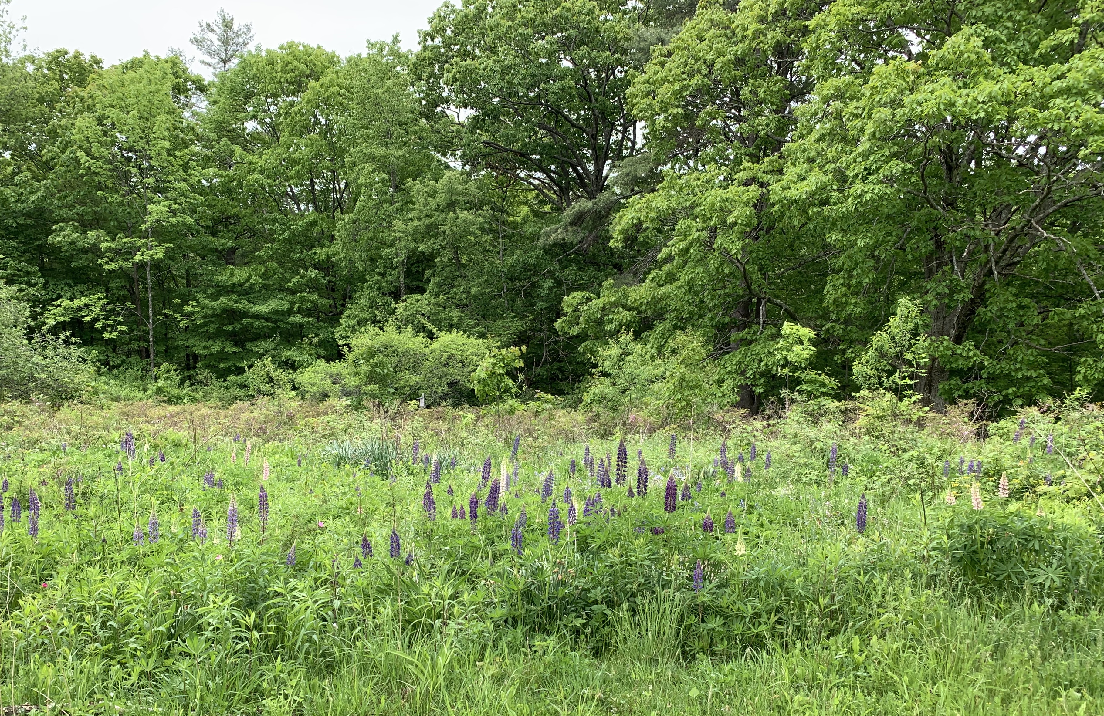 forest garden