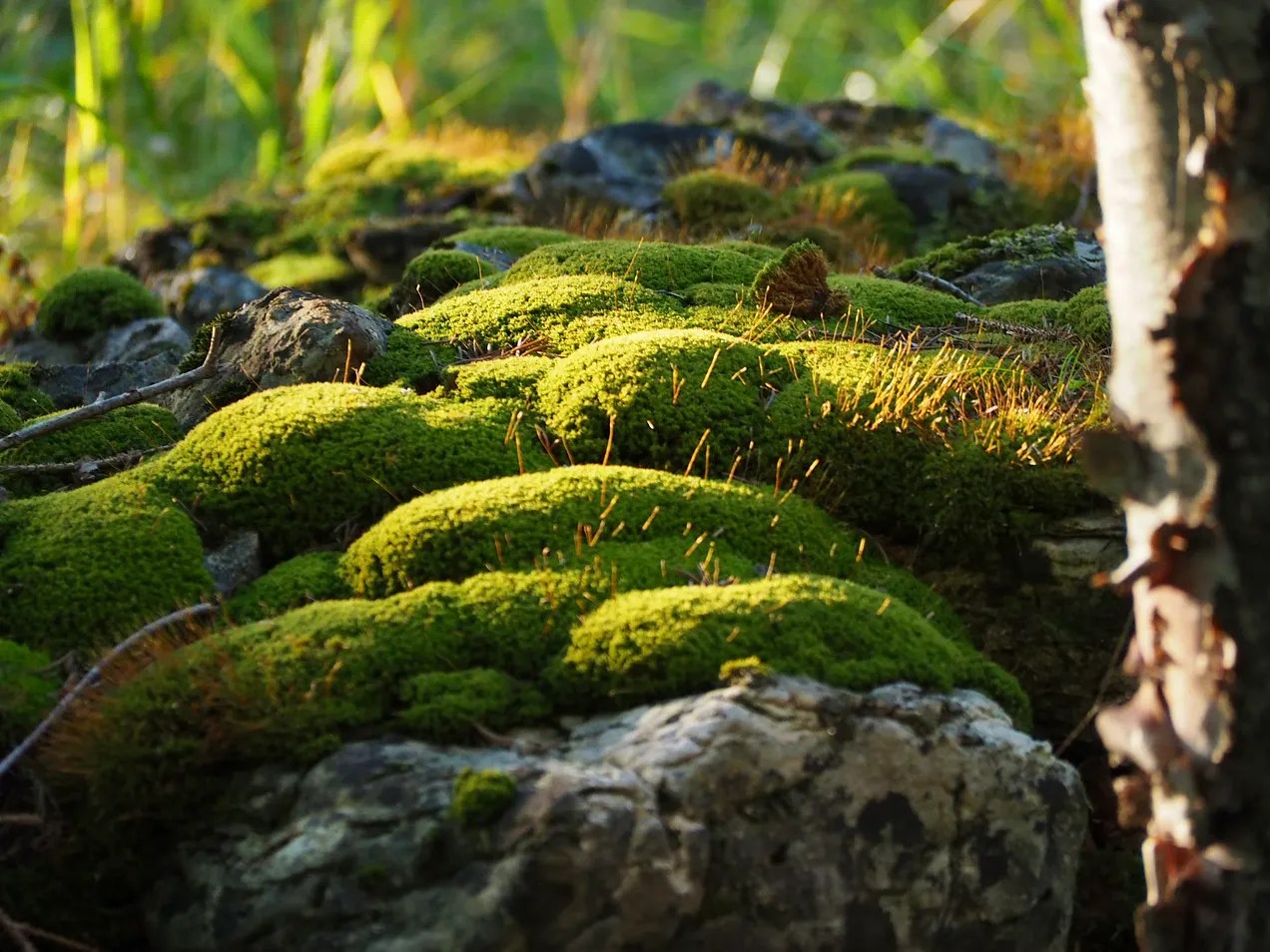 moss week photography