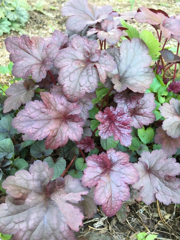 Coral Bells 'Palace Purple' A Tree Garden