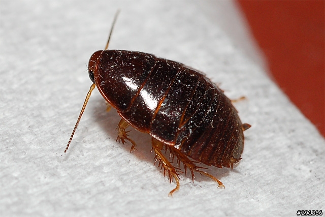 蟑螂的品種蟑螂的生態習性與種類 Gimfm