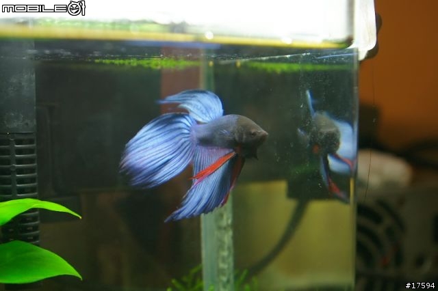 鬥魚缸佈置設置你的第一個「鬥魚缸」設缸&造景教學!|AC草影水族u2013 Cpdpg