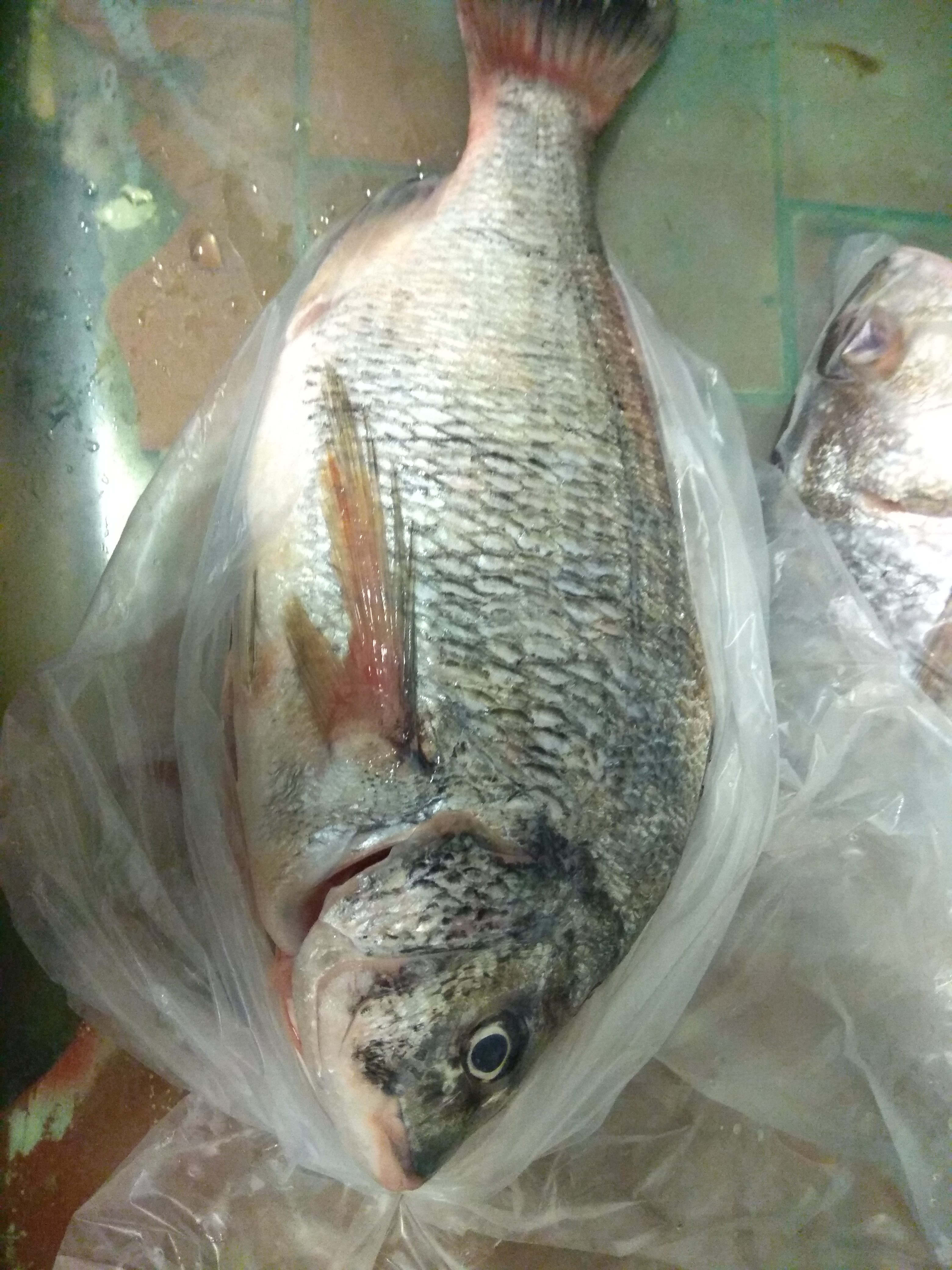 蛋蛋魚是什麼魚鯇魚 鯇魚的功效與作用 中藥鯇魚 鯇魚是什麼 鯇魚的用法用量 A Gimfm