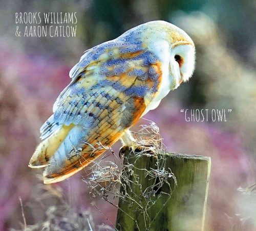ghost owl
