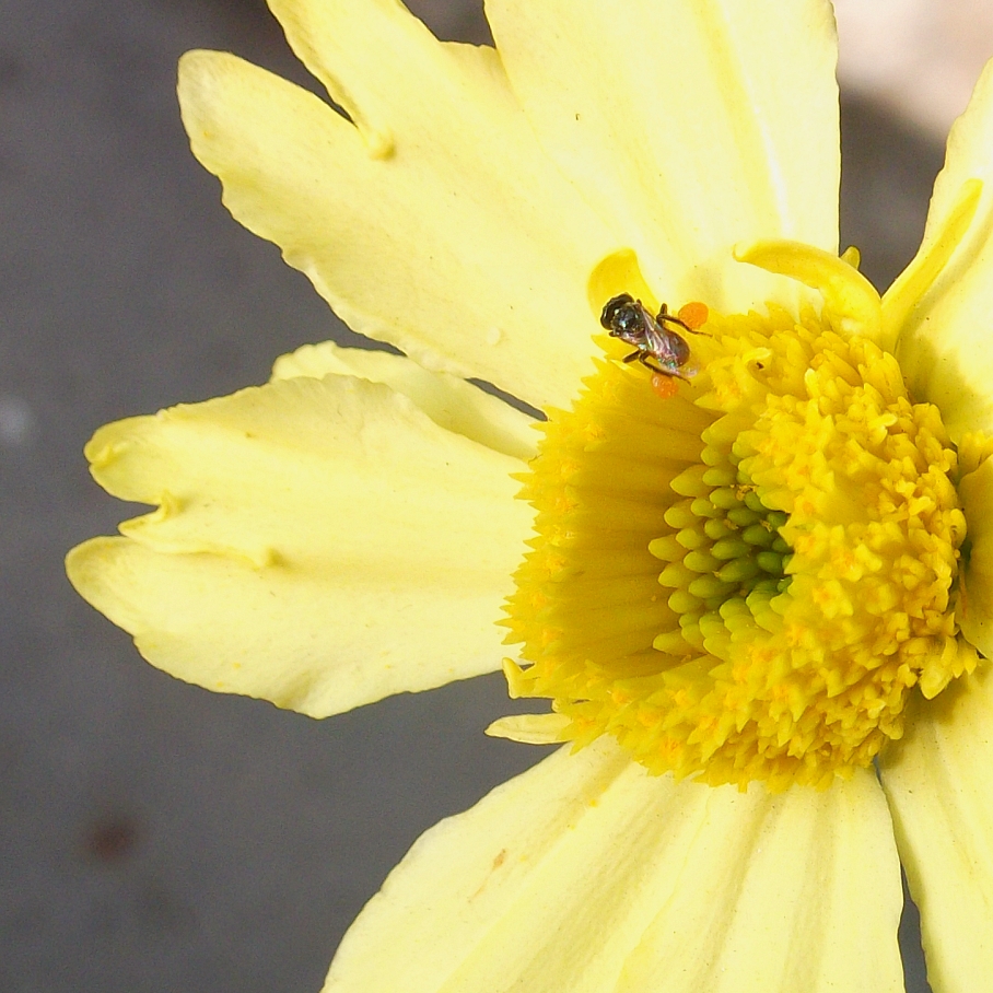Tiny fly buzzing over a flower