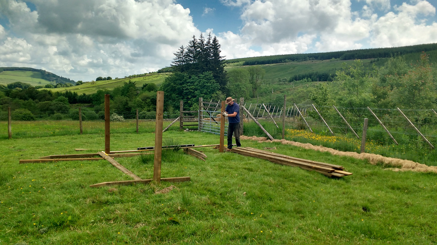 starting new sheep shelter
