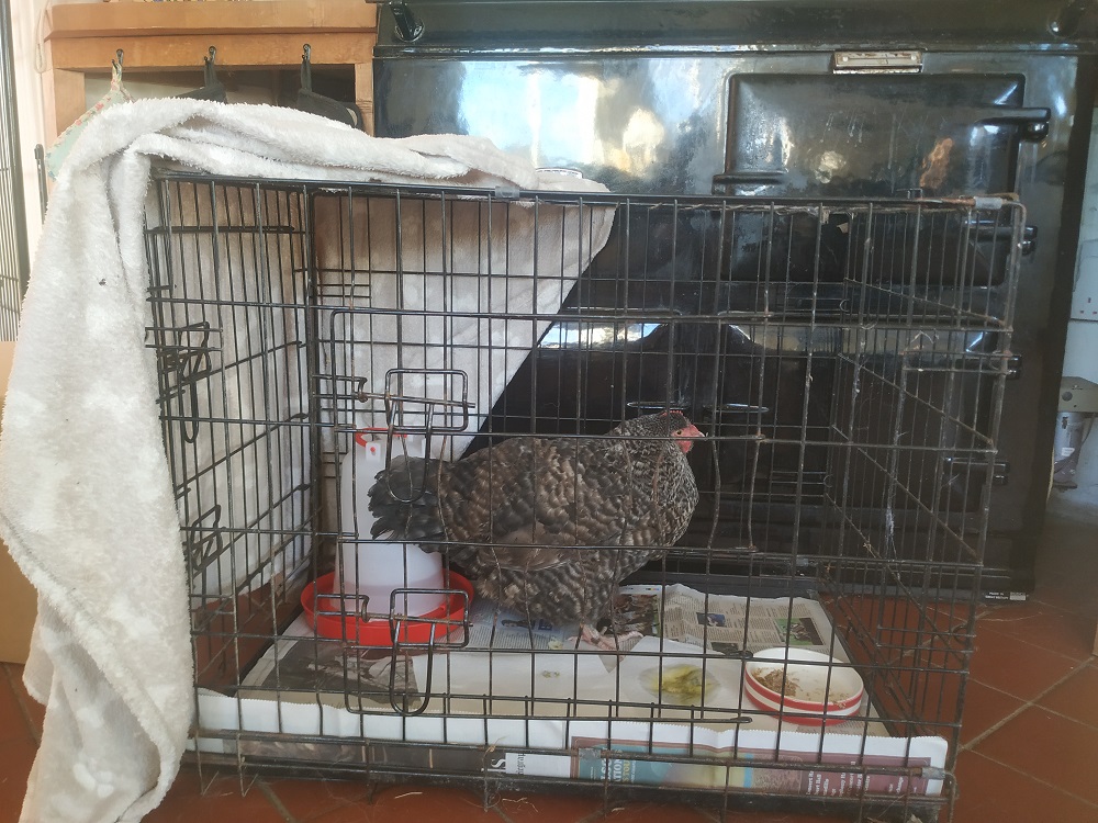 Bird Gotta Fly: Why Flappy Bird Flew The Coop