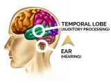 The Ultimate Guide To Auditory Processing Disorder In Adults