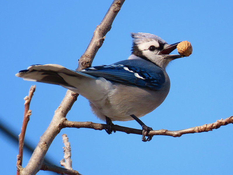 Oaks and Jays • Audubon Community Nature Center