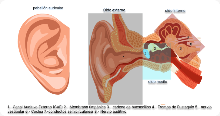 © audyes. Esquema oido humano