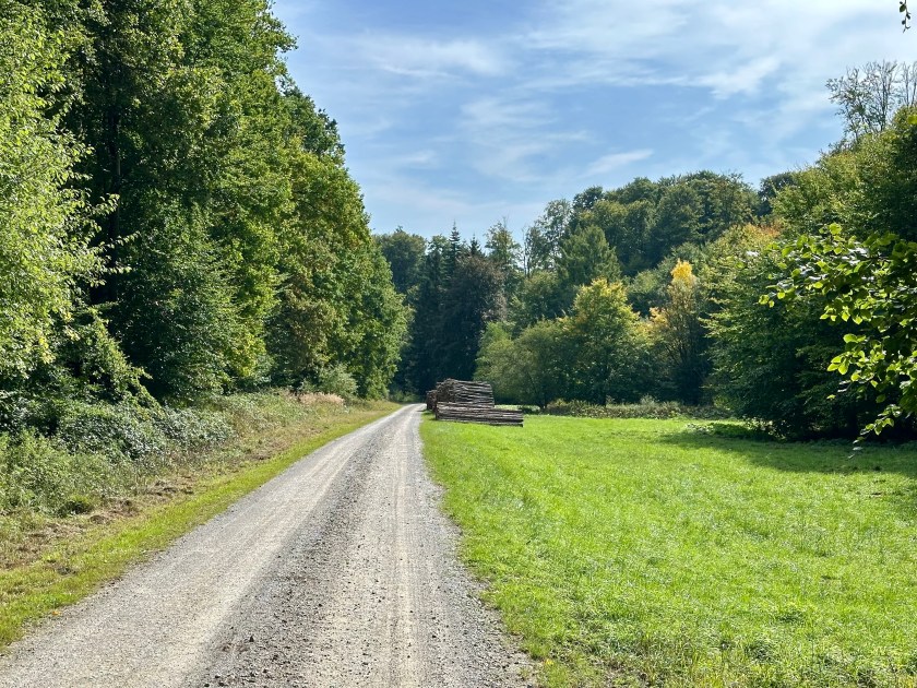 Breiter Waldweg im Saupark Springe, umgeben von hohen Buchen