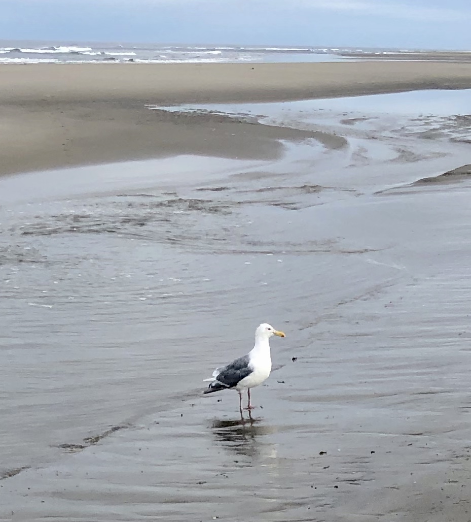 seagull