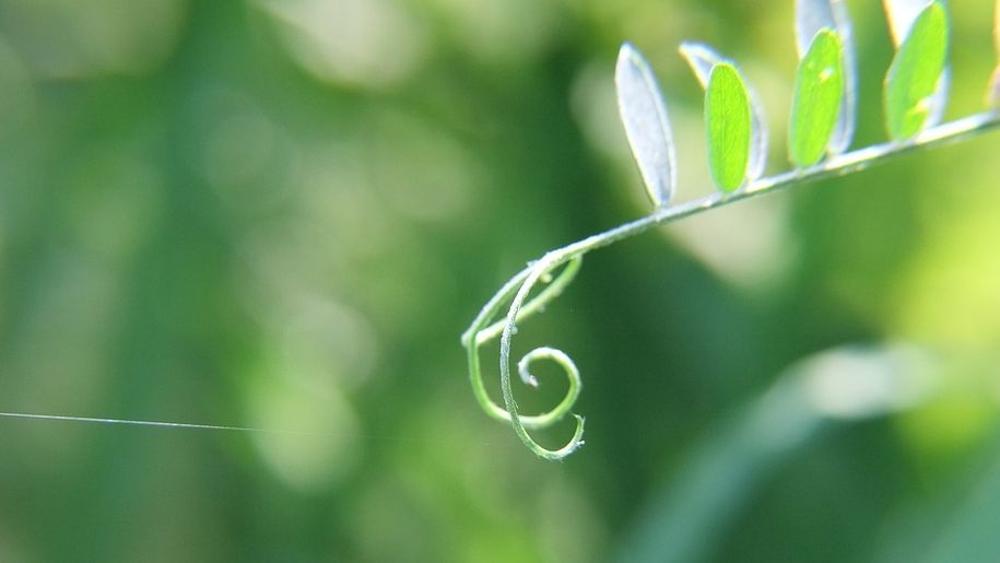 Esche In Legno Per Richiamo Uccelli FUZEAU - Confezione Da 5, Imitazione Canti Uccelli Da Giardino, Da 4 Anni