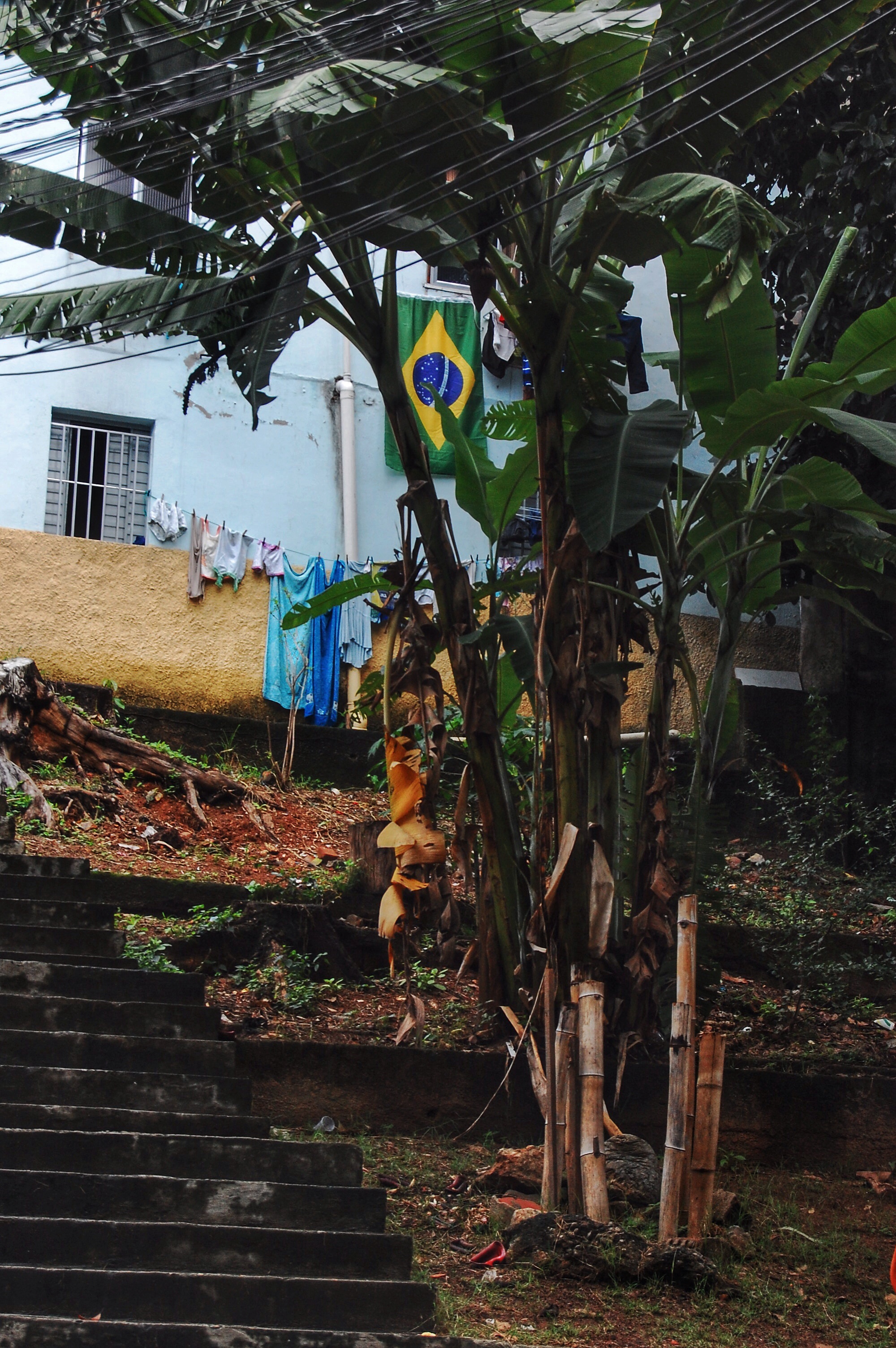 Bananeira