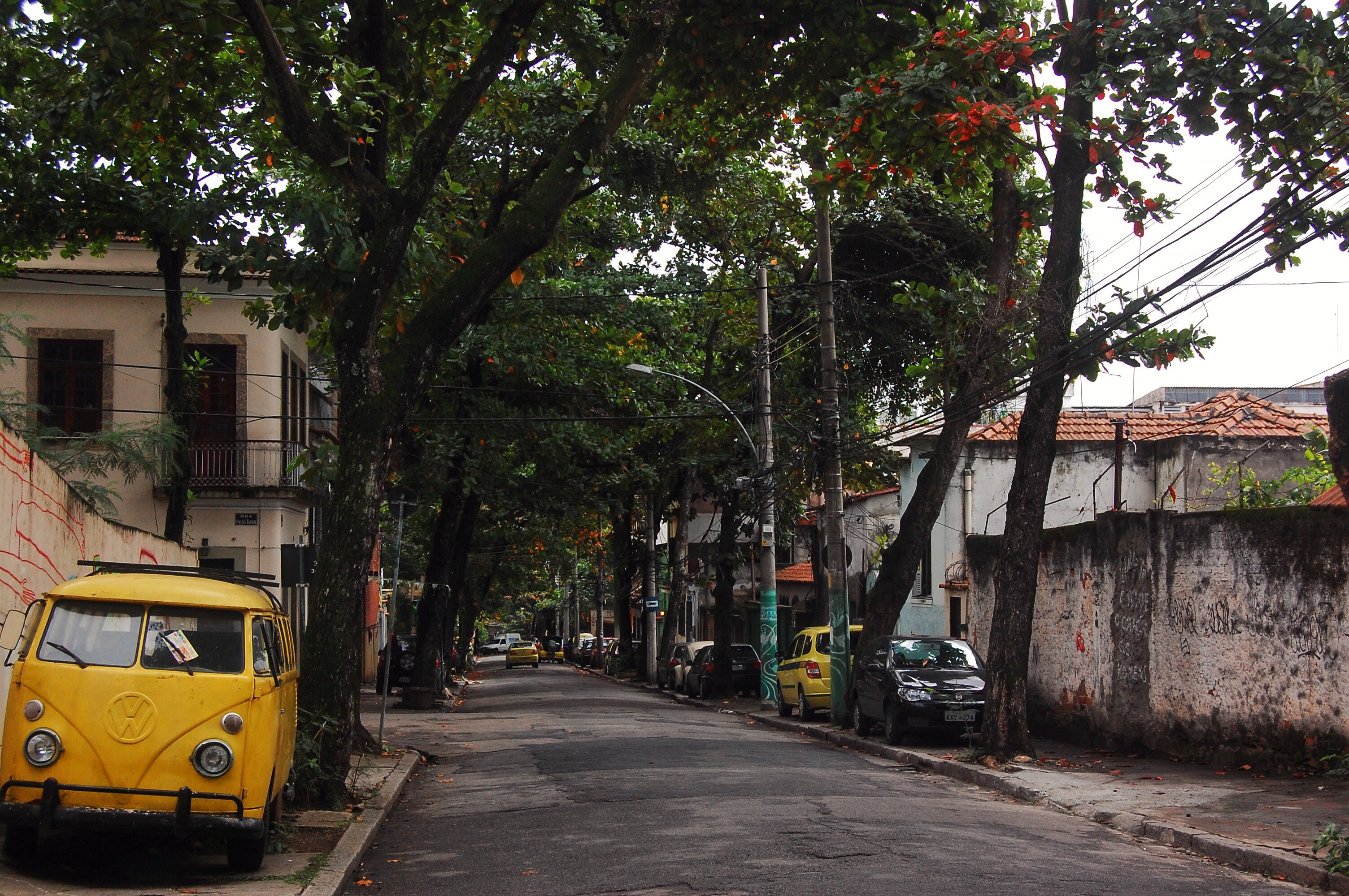 Lane of Trees