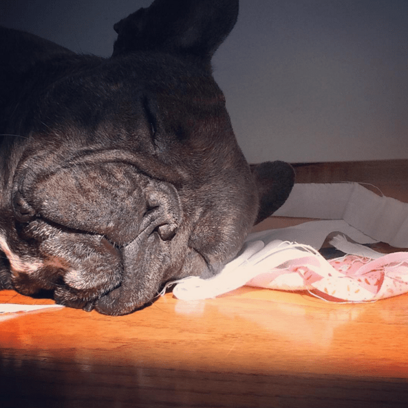 Chewie- Floor Inspector