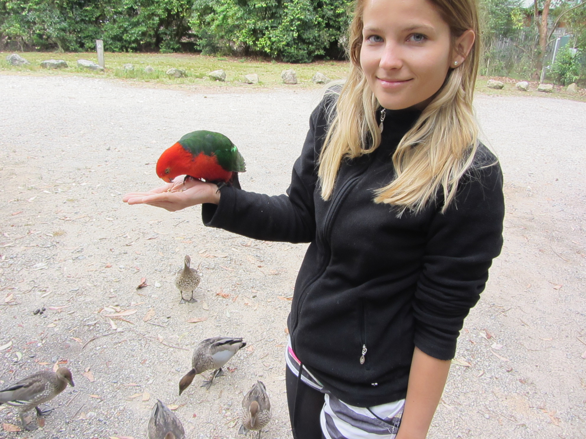 Freilebende Papageien