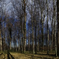 Trees, Trees, Trees