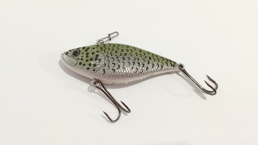 Spangled Perch Rippen Rattler