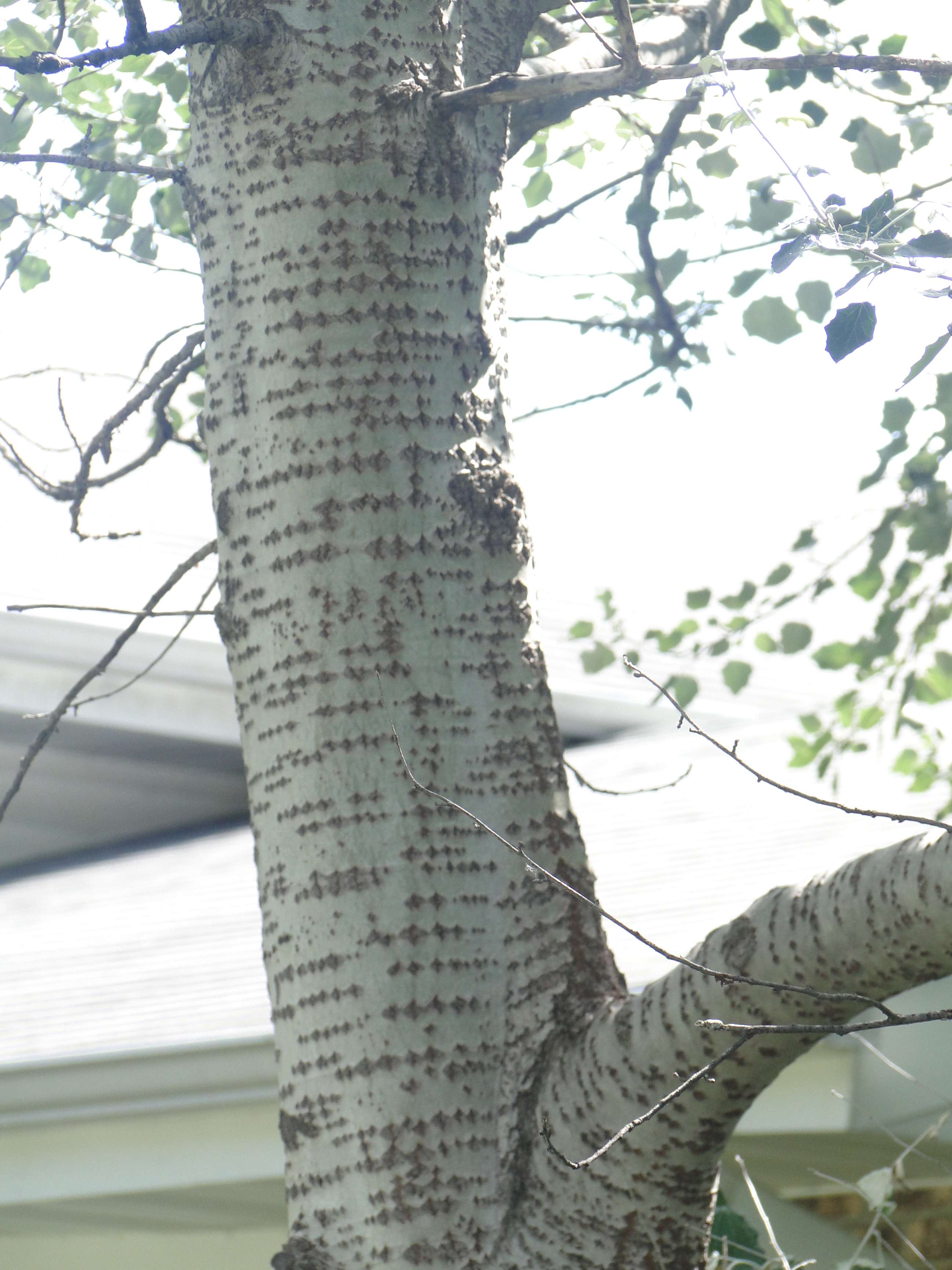 What S Wrong With My Plant Garden University Of Minnesota Extension