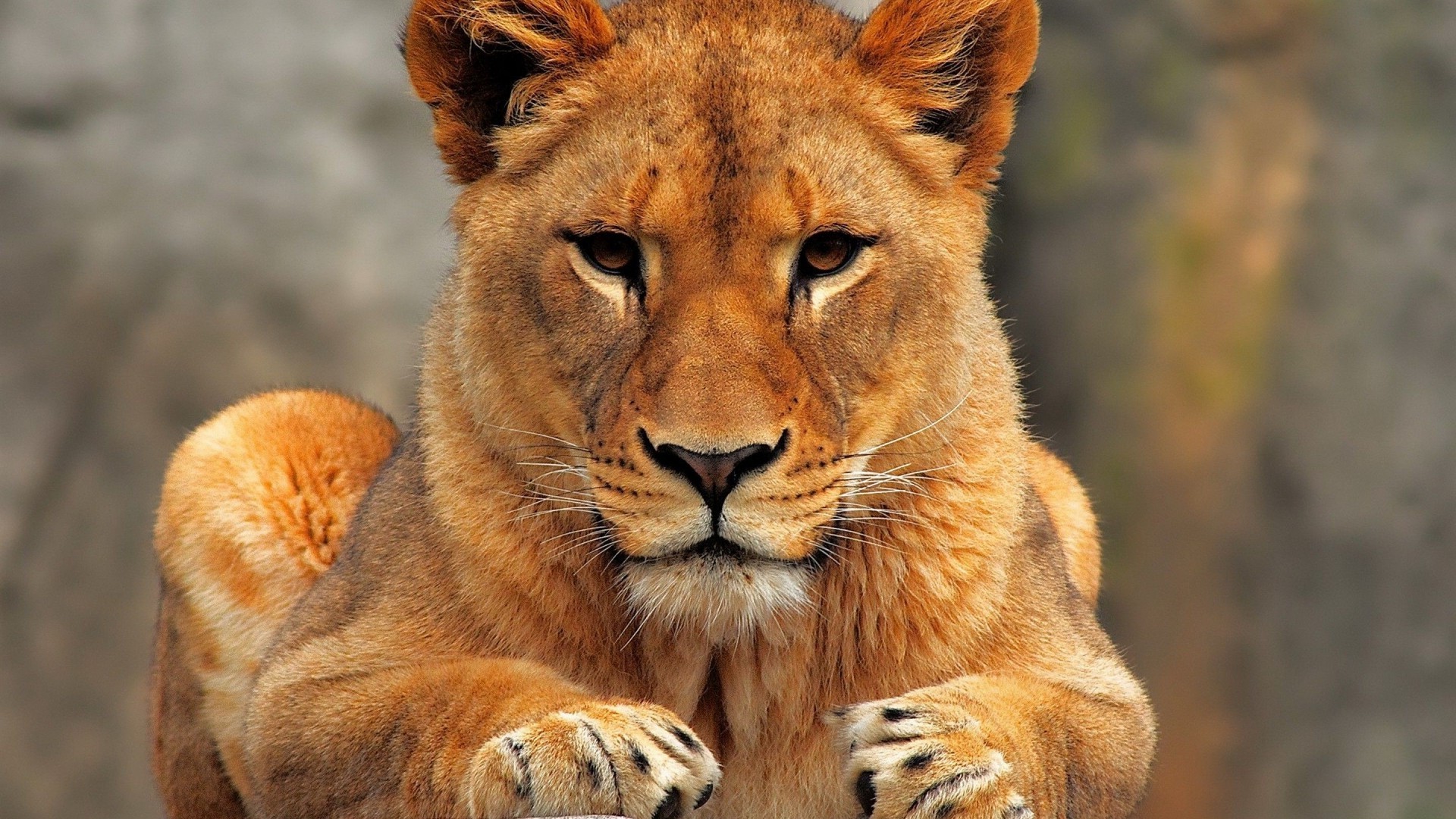 Venus retrograde in leo: return of the queen