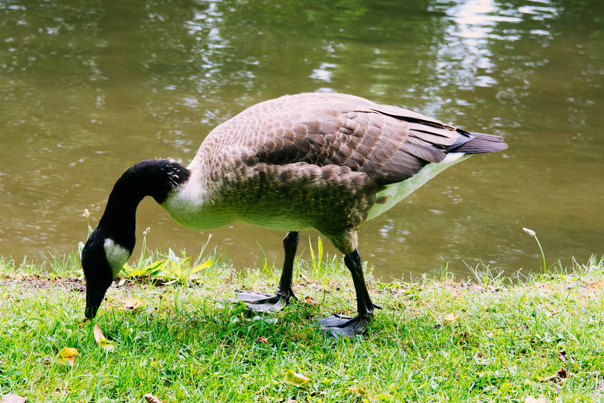 A duck