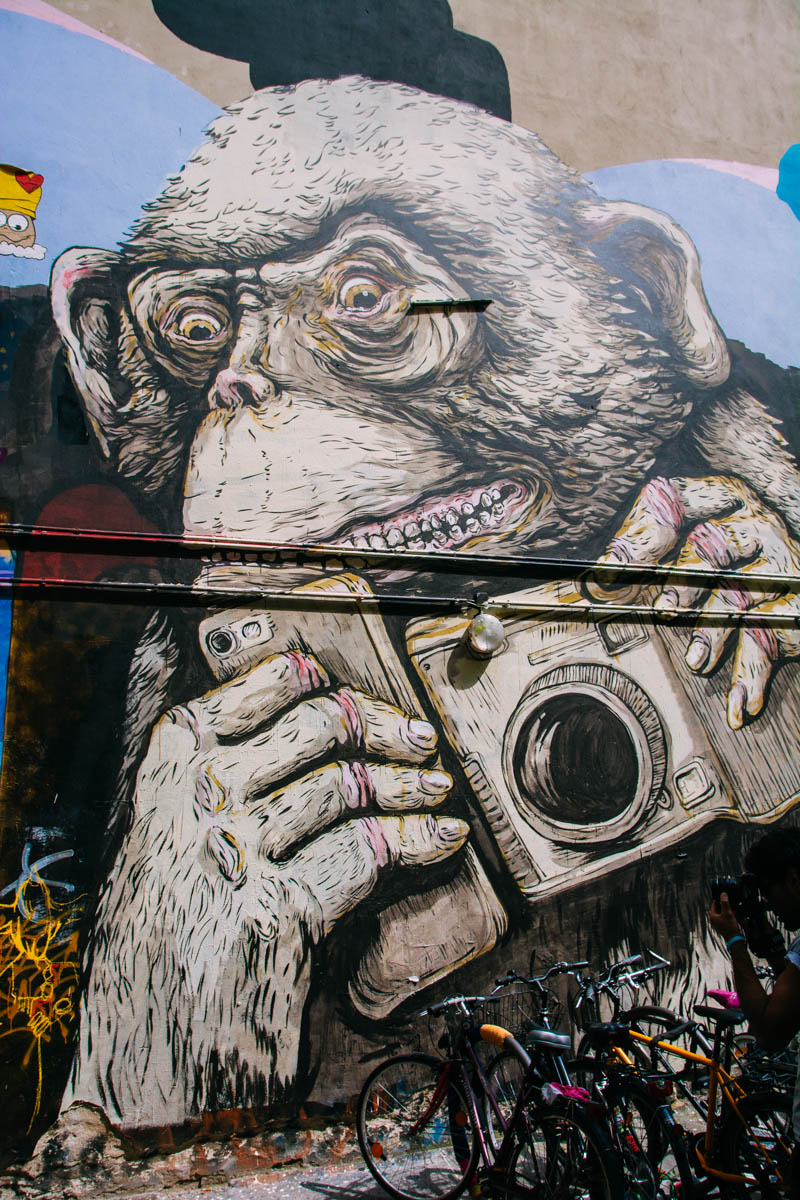 Monkey and Camera