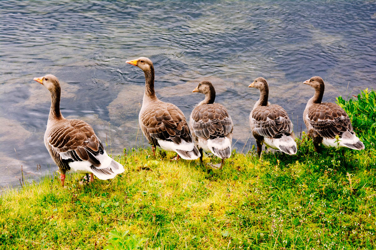 Scary ducks...they hissed at Nicole