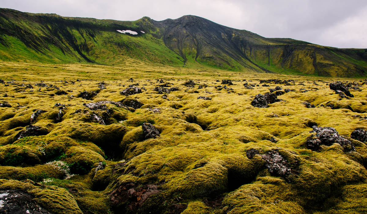 A large part of Iceland looks like this, no trees only moss